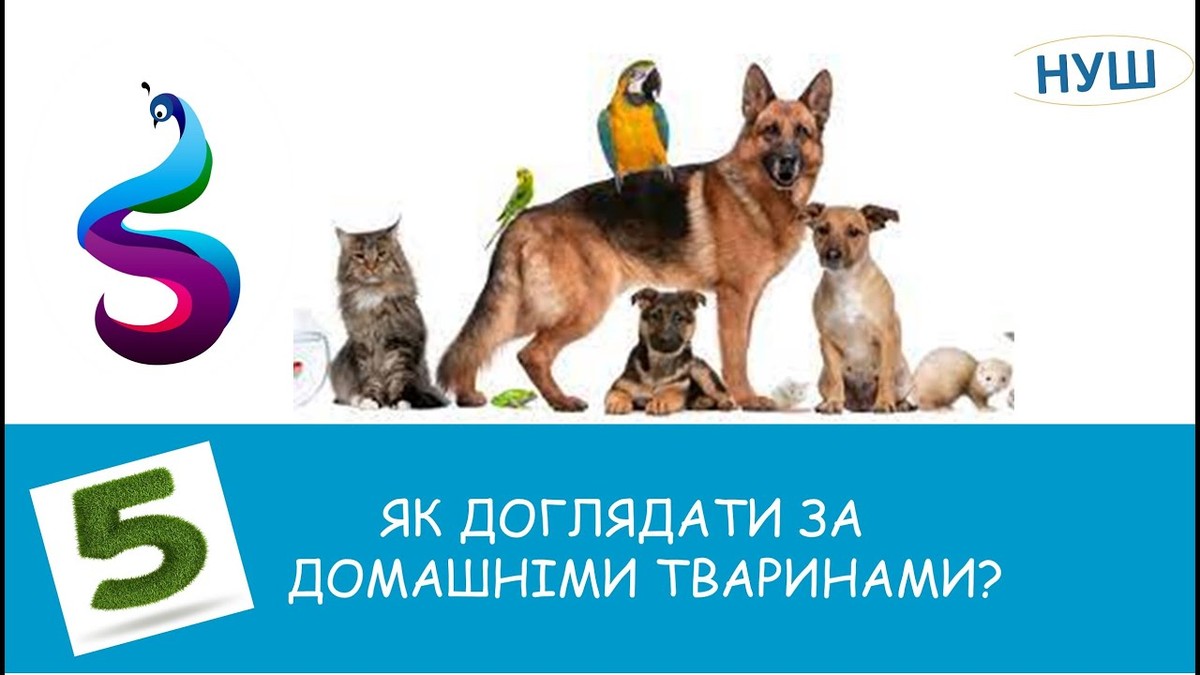 Послуги від Wipesfresh – професійний догляд за тваринами